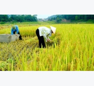 Nông dân vững nghề với phân bón “chuẩn không cần chỉnh”