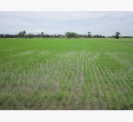 “Một chạm năm biết” - Ứng dụng công nghệ thông tin cho cây lúa