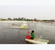 Ninh Bình: Giàu tiềm năng nuôi trồng thủy sản