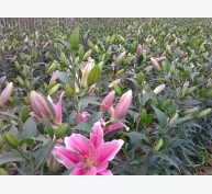 Bí quyết trồng hoa lily thu lãi 1 tỷ đồng/ha?