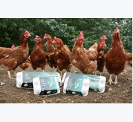 Đi châu Âu học quy trình nuôi gà sản xuất trứng không nhốt lồng