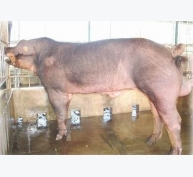 Một số chú ý trong chăn nuôi lợn đực giống vào mùa hè và một số bệnh lý sinh sản thường gặp