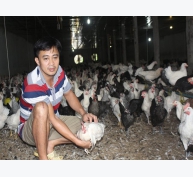 Kinh nghiệm thành công của trang trại nuôi 1 vạn con gà Ai Cập lấy trứng