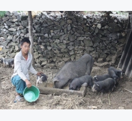 Mô hình chăn nuôi lợn nái sinh sản quay vòng giúp đồng bào nghèo vươn lên