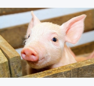 Lợn con cai sữa sớm có thể loại bỏ vi-rút PRC