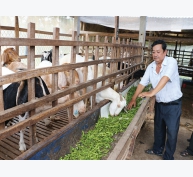 Tận dụng phụ phẩm nông nghiệp làm thức ăn cho gia súc