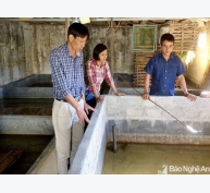 Nông dân Nghệ An nuôi lươn không bùn trong bể xi măng