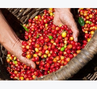 Cà phê châu Á: Giá cà phê giảm ở Việt Nam; Indonesia giao dịch trầm lắng
