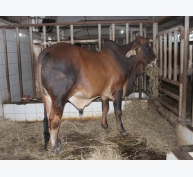 Nâng cao khả năng sinh sản cho bò Brahman