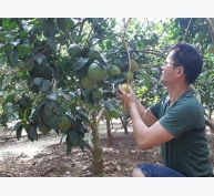 Bón DAP Đình Vũ cho cây ăn quả