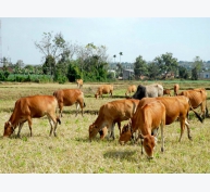 Ảnh hưởng của mức protein trong thức ăn đến phát thải khí mêtan ở bò vàng Việt Nam