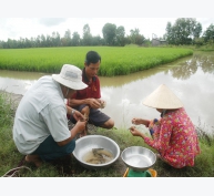 Nông dân Bạc Liêu nuôi tôm kết hợp cấy lúa