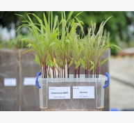 Xử lý hạt giống bằng Fortenza Duo 480FS: Giải pháp mới phòng chống sâu keo mùa thu