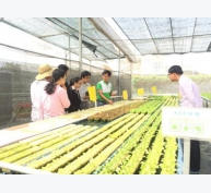 Ứng dụng công nghệ thông minh trồng rau thủy canh