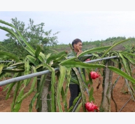 Lão nông vùng đất đồi Nghệ An thu hàng trăm triệu đồng mỗi năm từ thanh long ruột đỏ