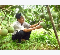 Ứng dụng công nghệ vào liên kết sản xuất cây ăn quả