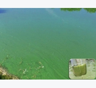 Giải pháp kiểm soát tảo lam trong ao nuôi thương phẩm