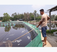 Nuôi tôm thẻ chân trắng thu lãi hàng trăm triệu đồng mỗi vụ