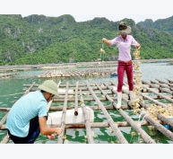 Ứng dụng công nghệ trong nuôi hàu Thái Bình Dương tại Phú Yên