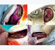 Bệnh Herpesvirus trên cá Koi