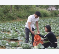 Trồng rau sạch trái vụ tại Tuyên Quang
