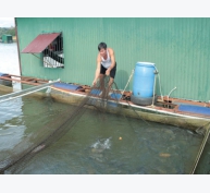 Làm giàu từ nuôi cá lồng bè tại Lâm Đồng