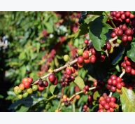 Cà phê Việt Nam xuất khẩu nhiều nhất sang Đức