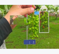 Thử nghiệm kính trí tuệ nhân tạo hỗ trợ các nhà sản xuất trái cây