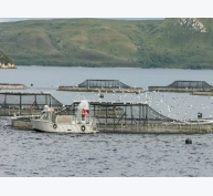 Tasmania ủng hộ nuôi trồng thủy sản ngoài khơi
