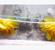 Kinh nghiệm sản xuất giống lươn đồng