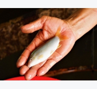 Nghề nuôi cá heo đuôi đỏ phất lên như diều tại An Giang