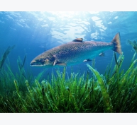 Cá hồi Nauy được nuôi bằng thức ăn làm từ tảo