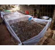 Kỹ thuật nuôi lươn tại nhà