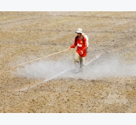 Những khuyến cáo diệt cỏ dại hiệu quả ở đầu vụ lúa đông xuân