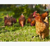 Nghiên cứu mới giúp gà thả vườn tăng cân, giảm nhiễm bệnh