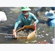 Các giải pháp phòng chống hạn mặn, mùa khô năm 2023-2024 của ngành thủy sản