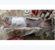 Ngư Dân Cù Lao Chàm Câu Được Cá Mú “Khủng” Ở Quảng Nam