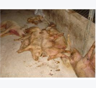 Xuất Hiện Bệnh Lợn Nghệ Ở Huyện Lộc Bình