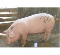 Kỹ Thuật Chọn Giống Lợn Tốt