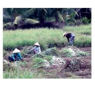 Nông Dân Tân Phú Đông Làm Giàu Nhờ Trồng Sả