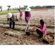 Đồng Bào Khmer Được Mùa Khoai Lang