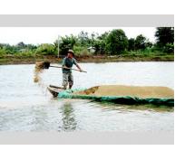 Sản Xuất, Tiêu Thụ Cá Tra Tại Đồng Bằng Sông Cửu Long Gỡ Rối Thế Nào?