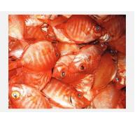 Cá Thoi Đỏ (Boarfish) Được Quảng Bá Tại Trung Quốc