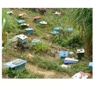 Huyện Mèo Vạc Có Gần 6.000 Đàn Ong Mật