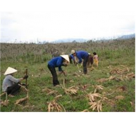 Huyện Sông Hinh (Phú Yên) Thu Hoạch Gần 3.000ha Sắn