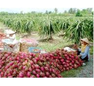 Trái Cây Việt Nam Vươn Ra Thế Giới