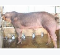 7 dạng vô sinh ở lợn đực giống
