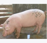 Bệnh viêm ruột và nhiễm độc tố ruột xuất huyết ở lợn