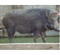 Cách chăm sóc lợn rừng đực giống