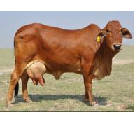 Cách phòng và trị bệnh viêm vú trên bò sữa